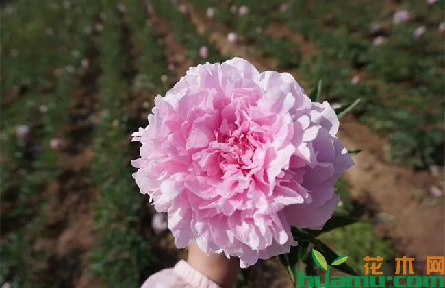 芍药切花乱象频出是何原因? 芍药切花乱象频出是何原因?
