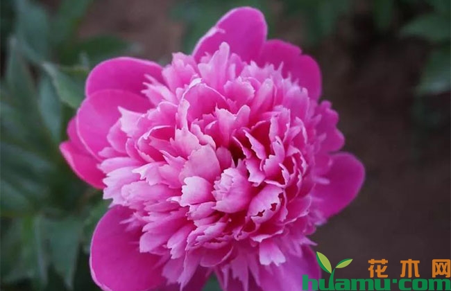 芍药切花乱象频出是何原因? 芍药切花乱象频出是何原因?