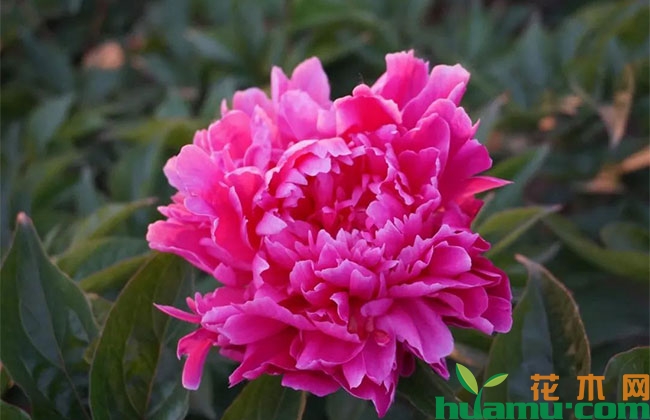 芍药切花乱象频出是何原因? 芍药切花乱象频出是何原因?