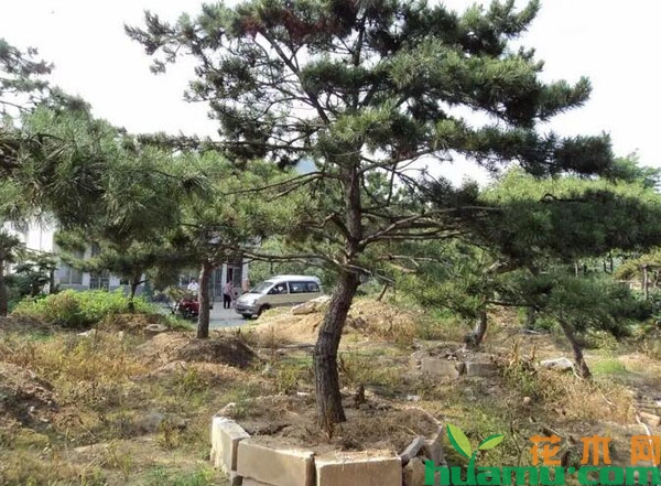 油松树