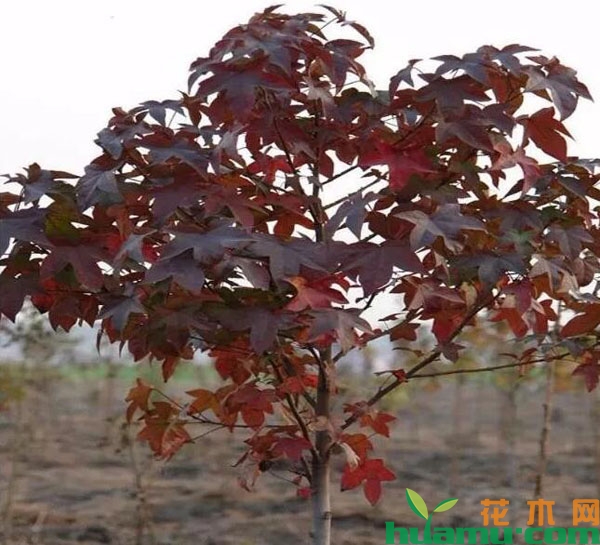 北美枫香苗