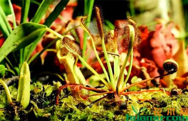 市场上的食虫植物正在差异化发展 市场上的食虫植物正在差异化发展