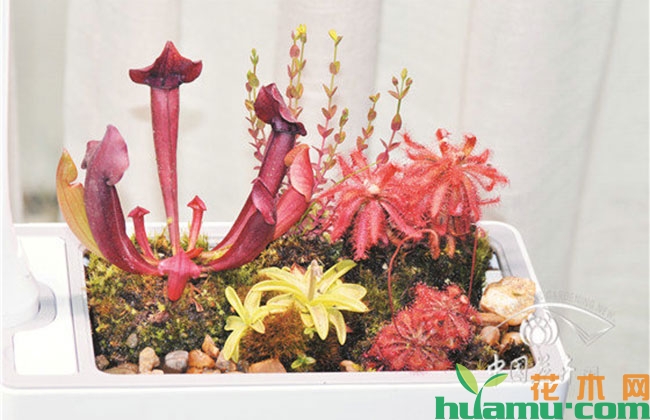 市场上的食虫植物正在差异化发展 市场上的食虫植物正在差异化发展