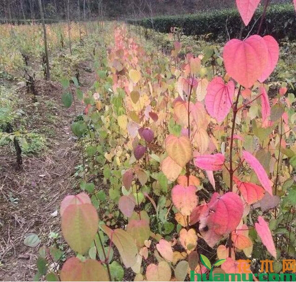 连香树小苗