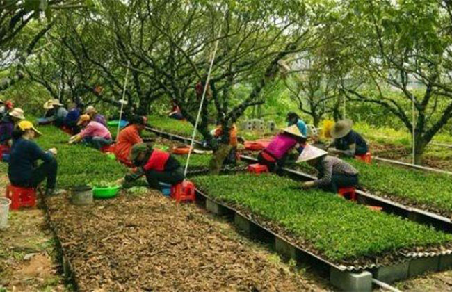 新型林下经济发展模式了解下，还有补贴拿！