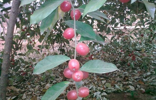 羊奶果