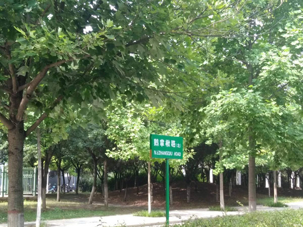 2019年的苗木种植计划，拿走不谢！
