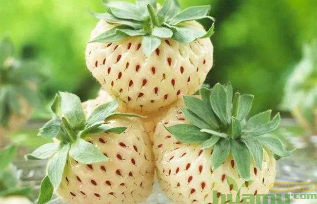 小白草莓 小白草莓