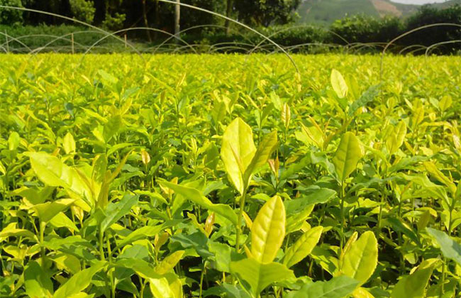 小苗圃的春天还有多远? 小苗圃的春天还有多远?