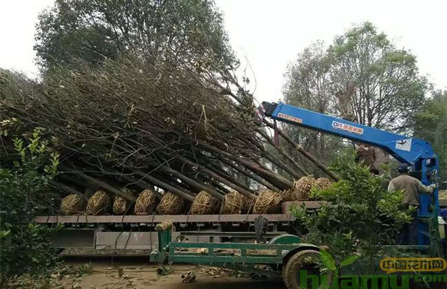 春季苗市行情