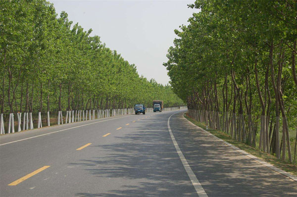 道路绿化