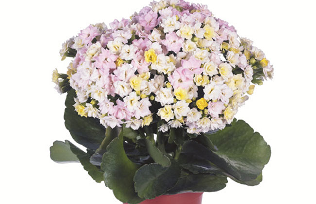行情:长寿花种苗市场供应稳定 行情:长寿花种苗市场供应稳定
