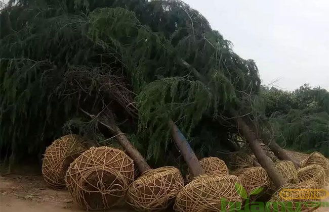 春季苗市近在眼前,行情喜忧提前掌握! 春季苗市近在眼前,行情喜忧提前掌握!