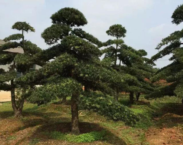 罗汉松