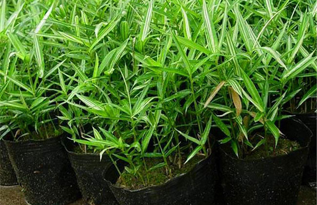 今年工程方对苗木有新要求！