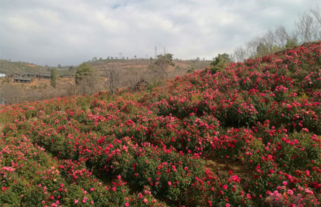 这样处理农村闲置土地,赚钱有门路! 这样处理农村闲置土地,赚钱有门路!