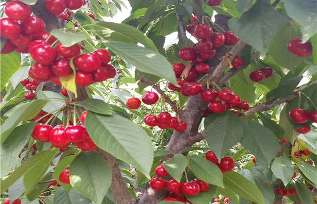 秦樱1号樱桃种植效益如何?