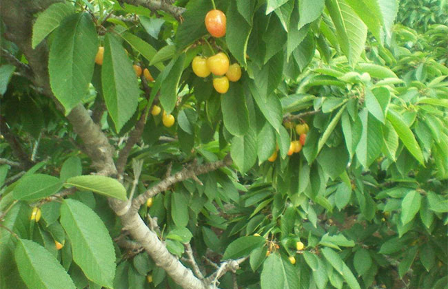 秦樱1号樱桃种植效益如何? 秦樱1号樱桃种植效益如何?