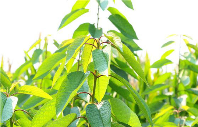 汉源大樱桃种植前景 汉源大樱桃种植前景