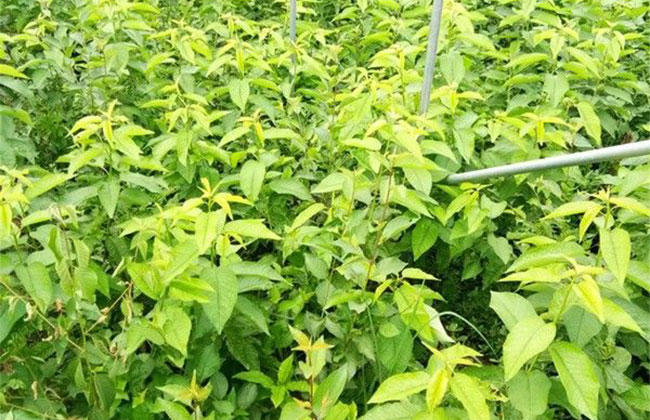 八仙红樱桃苗行情分析 八仙红樱桃苗行情分析