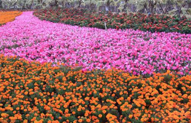 泉州花卉.jpg