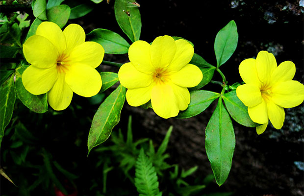 迎春花.jpg