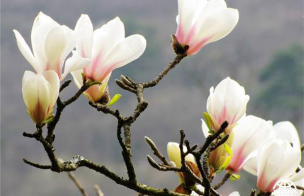 木兰花.jpg
