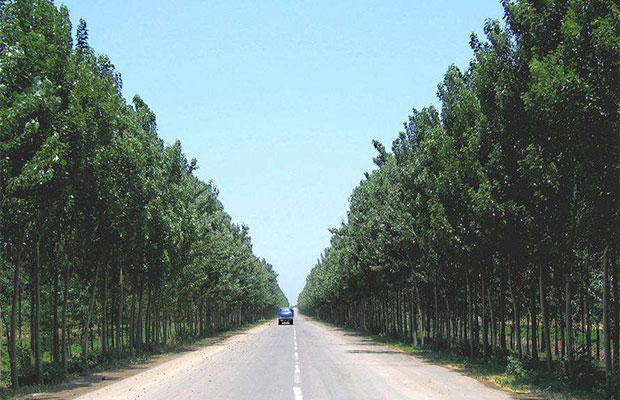 杨树2.jpg
