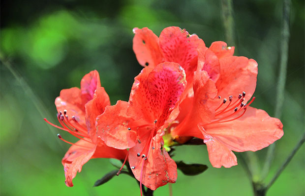 杜鹃花.jpg