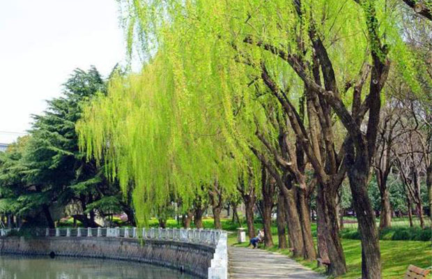 当前苗市，这些树种最能生财！