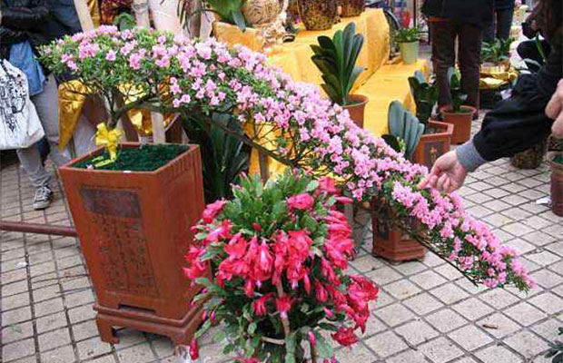 花市买花.jpg