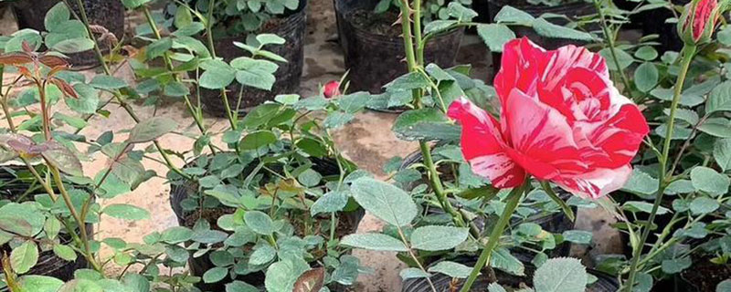地栽月季花冬天怎么过冬