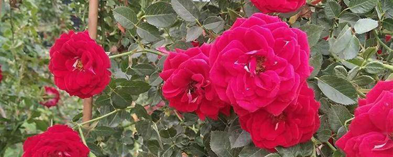 月季花施肥施什么肥料
