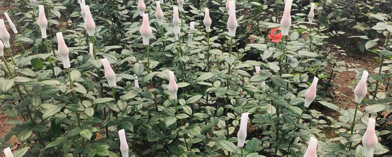 月季花入冬前施什么肥