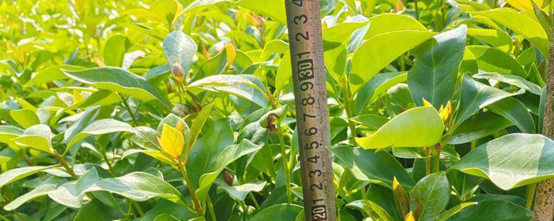 八角树的种植技术及管理要点