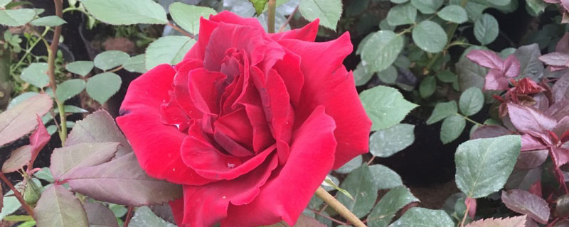 爬藤月季花怎么修剪