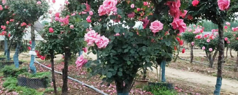 月季花有种子吗,能种出来吗 月季花有种子吗,能种出来吗