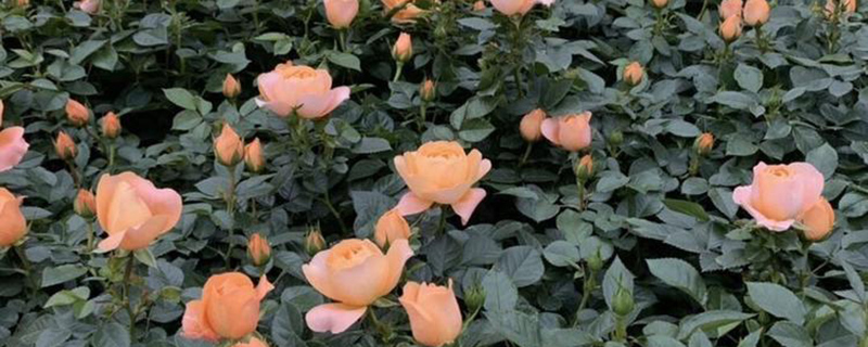 橙花月季苗