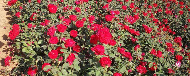 月季花苗圃