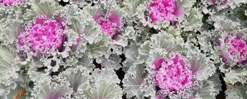 冬天冻不死的庭院草花