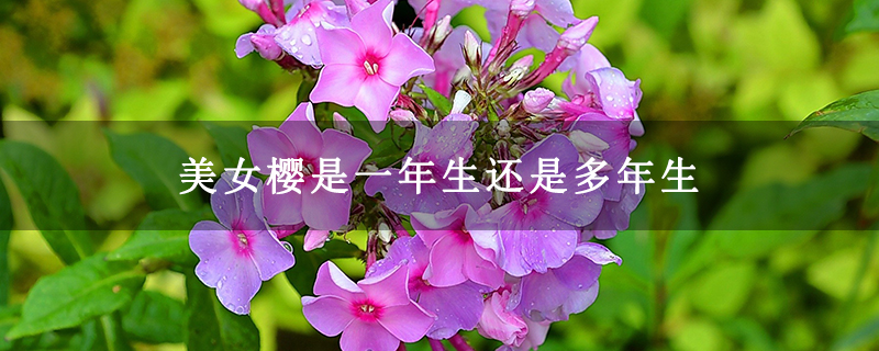 美女樱是一年生还是多年生
