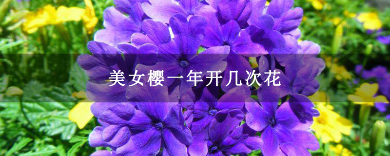 美女樱一年开几次花