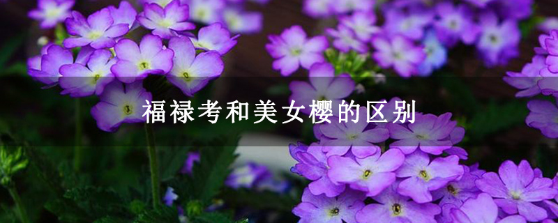 福禄考和美女樱的区别