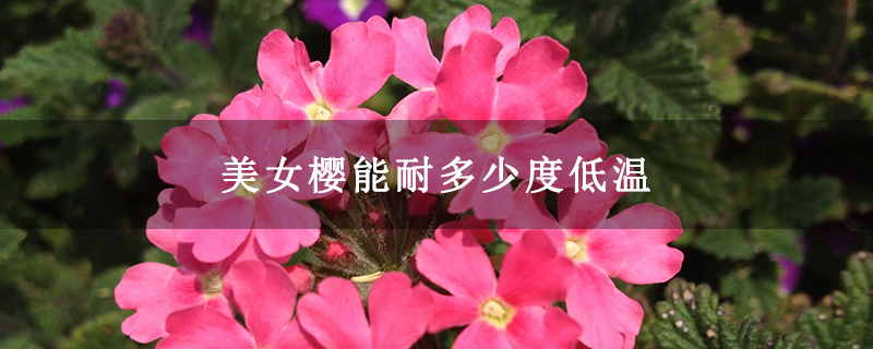 美女樱能耐多少度低温