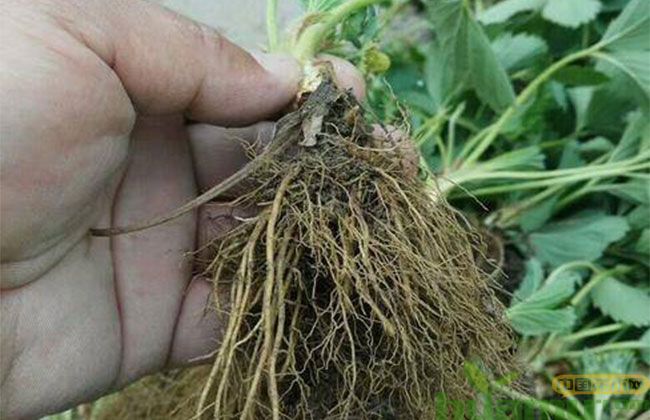 甜查理草莓 甜查理草莓