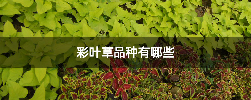 彩叶草品种有哪些