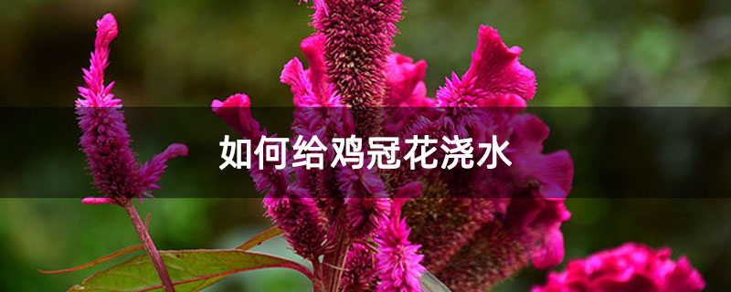 如何给鸡冠花浇水