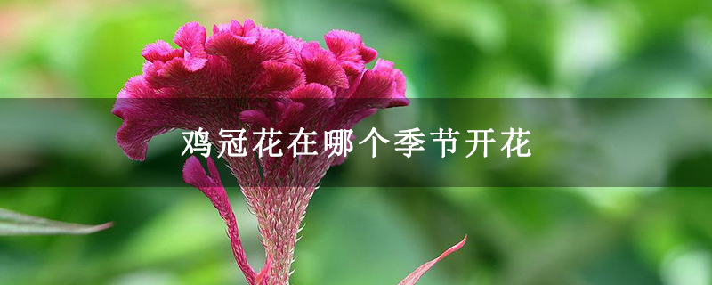 鸡冠花在哪个季节开花