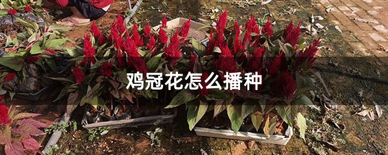 鸡冠花怎么播种