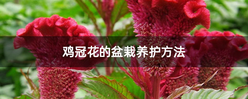 鸡冠花的盆栽养护方法